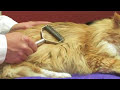 Cat Health Care Tips : How to Treat a Cat for Matted Fur