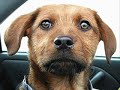 Very Funny Dogs Part 1