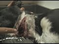 Jake, utilizado para la caza, con el cuello degollado
