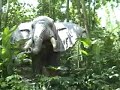 Magic Kingdom Jungle Cruise Adventureland Walt Disney World Magic Kingdom Jungle Cruise Adventureland Walt Disney World