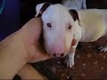 bull terrier puppies   white bull