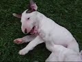 bull terrier puppies   white bull