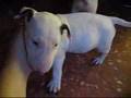 Bull Terrier Puppies - White Bull