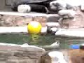 Polar Bear at the St. Louis Zoo Relaxing in her Pool Polar Bear at the St. Louis Zoo Relaxing in her Pool