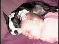 Cute Puppies and Moggies being funny