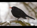 Julie Fowlis - Blackbird (2008) Julie Fowlis - Blackbird (2008)