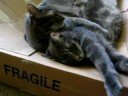 Cuddly Kitties