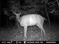 Trail Camera-Big Blacktail Buck In Oregon #2 Trail Camera-Big Blacktail Buck In Oregon #2