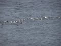 Eider Ducks Eider Ducks