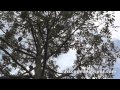 Durian tree with strings support Rayong Eastern ...