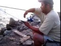 alligator gar