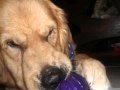Cody & his toy ball