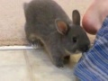 Netherland Dwarfs Bunny Rabbits at Play 6 weeks old