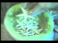 From Soft Metals' self titled DEBUT ALBUM on Captured Tracks. Created by video artist, Erica Schreiner copyright 2011