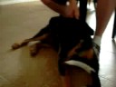 Maeby house visit