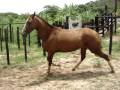 videos de cavalos 005.mpg