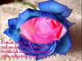 fikrimin-ince-g-l-.html