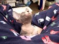 Sphynx Kitten Boxing