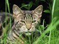 Magia Felina...Simplesmente Gatos Magia Felina...Simplesmente Gatos