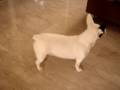 dog playing dead(part 2)