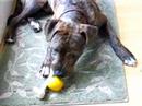 Dash loves lemons