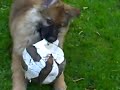 Oscar playing with the football. Oscar playing with the football.