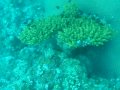 Ko Tao, Big Blue Diving