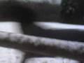videos de Abby im schnee