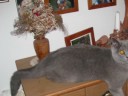 eine faule Katze teil2 XD