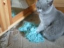 eine faule Katze teil2 XD