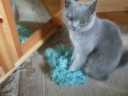 eine faule Katze teil2 XD