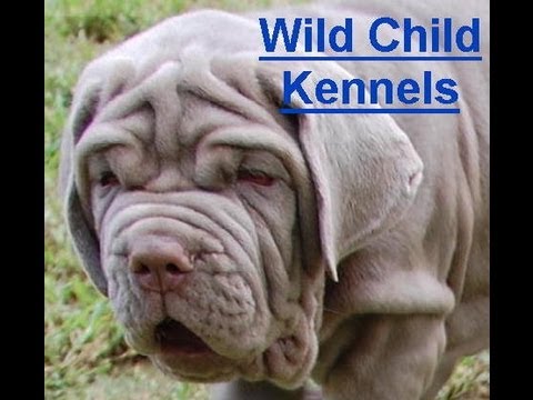 neapolitan mastiff