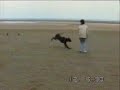 funny dog clips