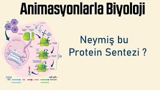 Animasyonlarla Biyoloji   Neymiş bu Protein Sente