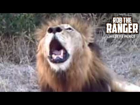 LION MALE