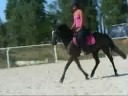 Barres au sol (Trot)
