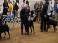 videos de Boirs at Glen Rose
