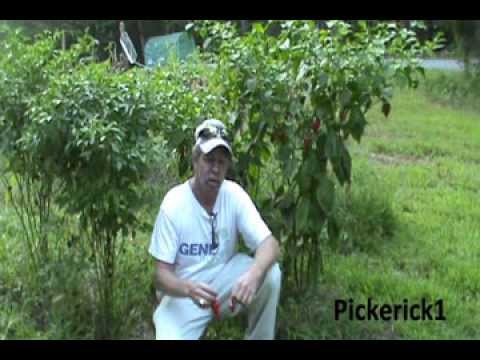 how to harvest bhut jolokia seeds
