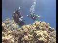videos de Tauchen im Roten Meer 2 von 7