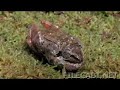 Amazing death and regeneration of a frog.... Amazing death and regeneration of a frog....