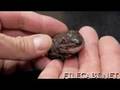 Amazing death and regeneration of a frog....
