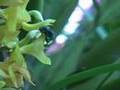 Orchid Bees - Euglossa