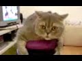 Cats 300 - The Parody