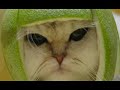 Cats 300 - The Parody