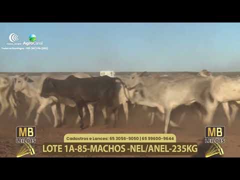 556� LEIL�O VIRTUAL MB LEIL�ES