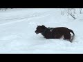 Kleiner Münsterländer im hohen Schnee adKohlberg