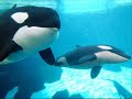 They Wanna be Free with the Wild Orcas!