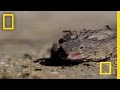 Blood Squirting Lizard