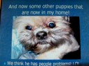 cute puppies slide show cute puppies slide show