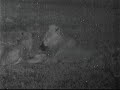 Pair of lions at nkroho pan 3 Pair of lions at nkroho pan 3